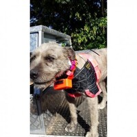 READY-MADE PIG DOG BREAST PLATES WITH SHOULDER EXTENSIONS WITH HOOK & LOOP VELCRO HWBPLHL [Colour: Orange]